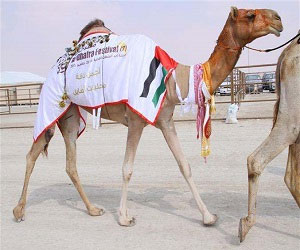   مصر اليوم - أفعال الخليج تتوج ملكة لجمال الإبل لمهرجان الظفرة الإماراتي