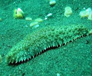   مصر اليوم - ضبط صيادين في الغردقة بحوزتهم كمية من خيار البحر