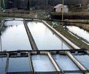   مصر اليوم - روسيا تقرر منع الواردات السمكية من 485 شركة نرويجية