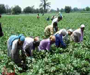   مصر اليوم - وزير الزراعة يتفقد عددًا من المشروعات في الأقصر