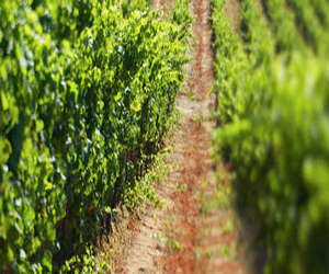   مصر اليوم - 3.3 مليون هكتار أرض زراعية صينية ملوثة