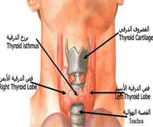   مصر اليوم - خلل الغدة الدرقية يسبب ارتفاع وفيات مرضى السكر أثناء الغسيل الكلوى