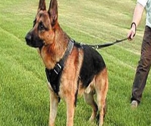   مصر اليوم - أسرة من كل أربع عائلات في رومانيا تقتني كلبًا