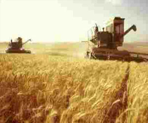   مصر اليوم - ارتفاع فاتورة واردات الجزائر من الحبوب