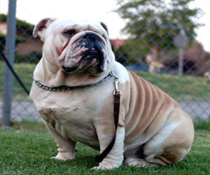   مصر اليوم - أسرة من كل 4 عائلات في رومانيا تقتني كلبًا