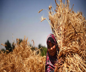   مصر اليوم - مصر تطرح مناقصة جديدة لشراء القمح