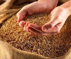   مصر اليوم - الاحتياط المصري من القمح يكفي حتى 23 نيسان