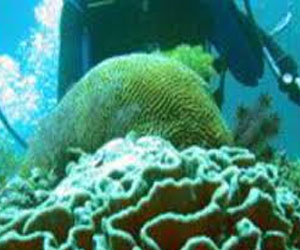   مصر اليوم - استئناف صيد المرجان البحر بعد 12 عامًا من التوقف في الجزائر