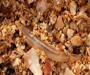   مصر اليوم - اكتشاف مخلوقات بحرية جديدة قبالة اسكتلندا