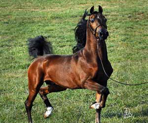   مصر اليوم - مقتل طفل دهسه حصان في مزرعة عائلية في اسكتلندا