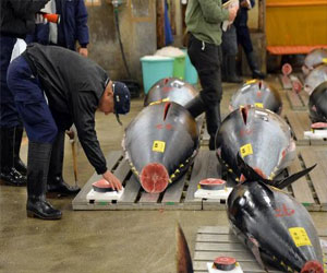   مصر اليوم - بيع سمكة تونة بـ 50 الف يورو في مزاد في اليابان