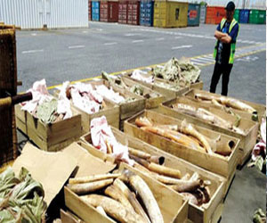   مصر اليوم - الصين تطحن 6 أطنان من عاج الأفيال