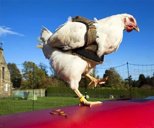   مصر اليوم - سترات متطورة لحماية الدجاج من البرد