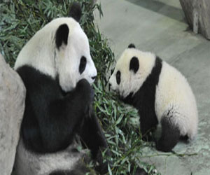   مصر اليوم - أول ظهور علنى لأول باندا عملاقة تولد فى تايوان