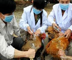   مصر اليوم - إصابتان بشريتان بأنفلونزا الطيور في الصين