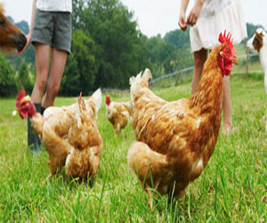   مصر اليوم - أنفلونزا الطيور تسببت فى وفاة 8500 ألف دجاجة بالصين ديسمبر الماضي