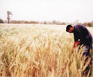   مصر اليوم - إنخفاض أسعار القمح في الأسواق العالمية