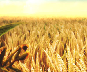   مصر اليوم - إنخفاض أسعار القمح في الأسواق العالمية