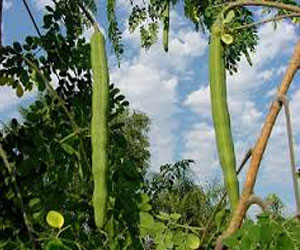   مصر اليوم - الضغط الشعبي تتبنى حملة نشر وزراعة شجرة المورينجا في الإسماعيلية