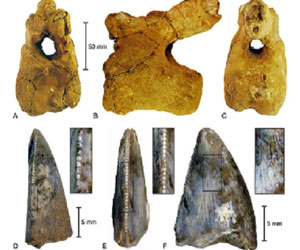   مصر اليوم - فريق دولي يجد أول عظام لديناصور في المملكة العربيةالسعودية