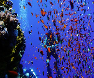   مصر اليوم - شعاب دايدالوس متعة الغوص بين أسماك القرش