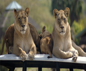   مصر اليوم - فرقة عمل لوقف هجمات الحيوانات البرية على القرى في تنزانيا