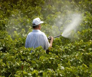   مصر اليوم - الزراعة: توفير المبيدات لحماية المحاصيل من سوسة النخيل والنمل الأبيض