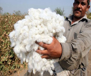   مصر اليوم - 900 جنيه لقنطار القطن المحلي في القاهرة