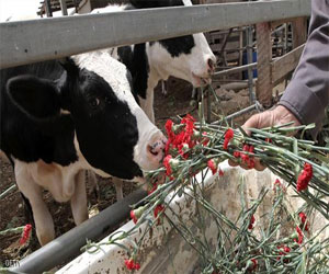   مصر اليوم - مزارع ألماني يبحث عن شريكة حياة بلافتة على منزله