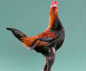   مصر اليوم - دجاج بريطانيا يعبر الشارع ب جاكيت أمان فسفوري