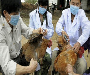 مصر اليوم - الصين تعلن عن وفاة شخص بانفلونزا الطيور وإصابة اثنين