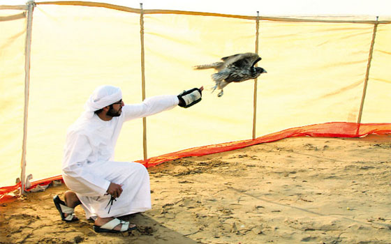   مصر اليوم - اختتام بطولة فزاع للصيد بالصقور للناشئين فئة تبع وحش في الإمارات