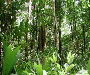   مصر اليوم - لاوس تضرب جميع الأرقام القياسية لإزالة الغابات فى جنوب شرق آسيا