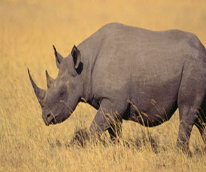 مصر اليوم - مزاد أميركى يبيع ترخيصًا باصطياد نوع معرض للانقراض من وحيد القرن