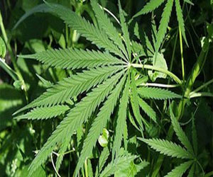   مصر اليوم - أول عقار مستخلص من نبات القنب يحصل على الموافقة بتسويقه