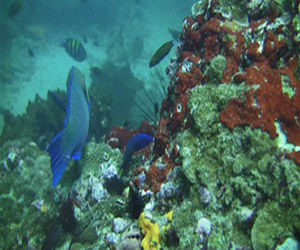   مصر اليوم - أبحاث على سمكة من ملايين السنين تكشف علامات على نمو أرجل خلفية