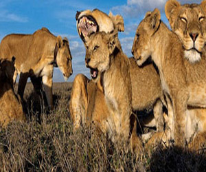 مصر اليوم - أسود غرب أفريقيا مهددة بالانقراض