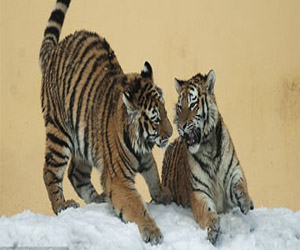   مصر اليوم - ألمانيا تدعم برنامج لحماية الحيوان بعشرين مليون يورو