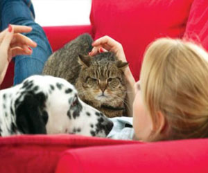   مصر اليوم - البريطانيات مولعات بحيواناتهن الأليفة أكثر من رجالهن