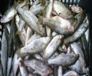 مصر اليوم - فتح 5 منافذ لبيع الأسماك بأسعار مخفضة في الغردقة