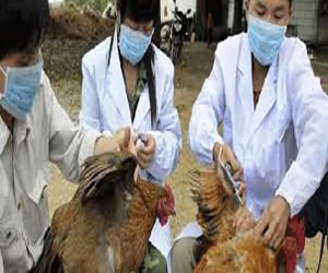   مصر اليوم - تزايد حالات الإصابة بفيروس إتش7 إن9 تستلزم اليقظة