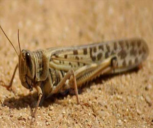   مصر اليوم - الجراد المهاجر أتلف زراعة الأرز والذرة في مدغشقر