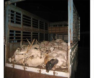   مصر اليوم - أمانة جدة تتلف 2650 كيلو جرامًا من الأسماك الفاسدة و 37 ذبيحة