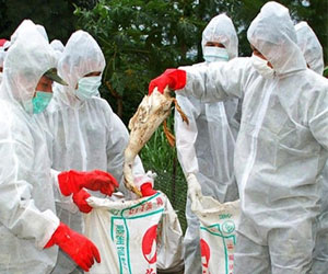   مصر اليوم - كوريا الجنوبية تعدم 20 ألف بطة خشية تفشي فيروس انفلونزا الطيور