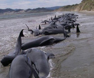 مصر اليوم - نيوزيلندا تعدم حيتان جنحت إلى الشاطئ بعد إعادتها للمياه