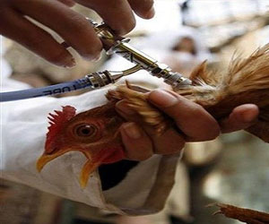   مصر اليوم - وزارة الصحة تنفى ما تردد بشأن ظهرو انفلوزا الطيور في الدقهلية