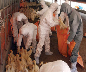   مصر اليوم - إنفلونزا الطيور تقضي على 20 ألف بطة جنوب كوريا الجنوبية