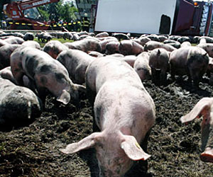   مصر اليوم - إنفلونزا الخنازير تثير الهلع بين الشعب الإسباني