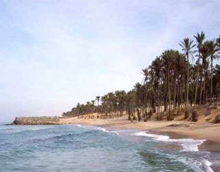 مصر اليوم - النخيل أروع شواطئ البحر المتوسط في العريش