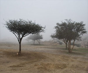   مصر اليوم - ضباب مرتفعات الطائف يجذب عشاق السياحة الشتوية